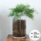 FOYER �ۥ磻�� PV�������� ľ��20cm�߹⤵30cm