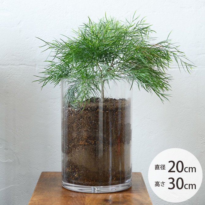 FOYER ホワイエ PVシリンダー 直径20cm×高さ30cm | 商品種別,グリーン