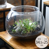 FOYER �ۥ磻�� PV��� ľ��34.5cm ����25cm