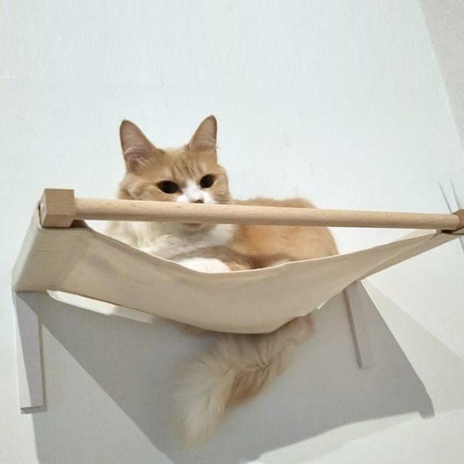 animacolle ˥ޥ Catroad+ åȥϥå