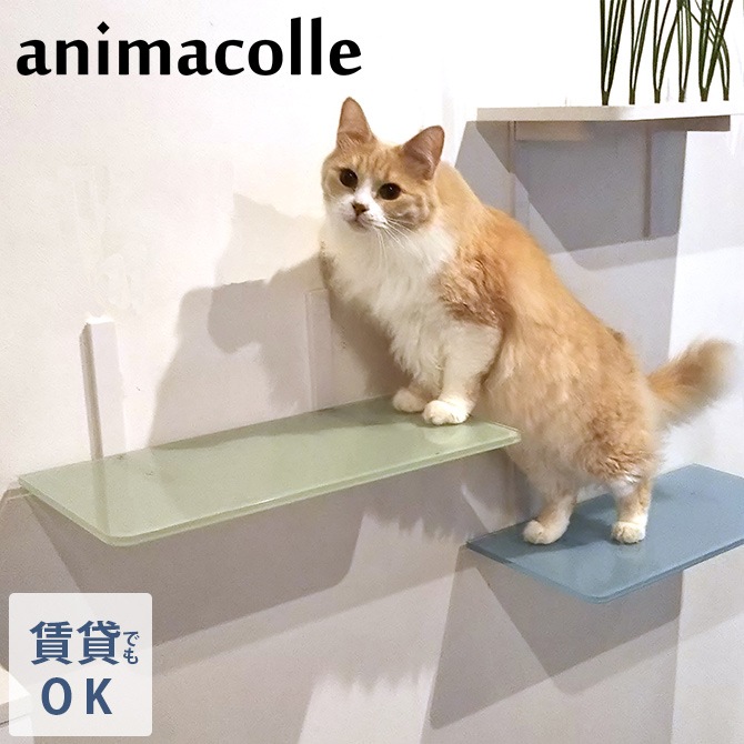 animacolle ���˥ޥ��� Catroad+ ���顼���ƥå�