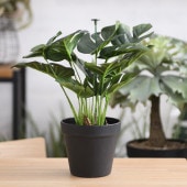 Brown. �֥饦�� ��󥹥ƥ� �ݥå� 28