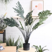 Brown. �֥饦�� ��󥹥ƥ� �ݥå� 97