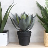 Brown. �֥饦�� ������ �ݥå�32