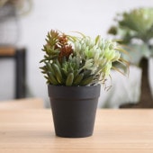 Brown. �֥饦�� �ߥ˥���󥸥��� �ݥå� SA