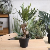 Brown. �֥饦�� �ӥ������� �ݥå� 52