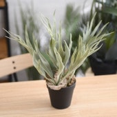 Brown. �֥饦�� �ӥ������� �ݥå� 32