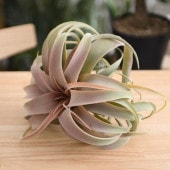 Brown. �֥饦�� ����������ե���  �ԥå� ��å�