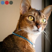 necono ͥ ǭ Karen silver bell   Сܡ