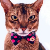 necono ͥ ͤѡܥμءmannine cat Ribbon necklace