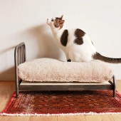 JOURNAL STANDARD FURNITURE ���㡼�ʥ륹��������ɥե��˥��㡼 SENS BED for CAT
