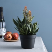 Brown. �֥饦�� ������ �ԥ󥯲� �ݥå�