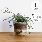 shesay  塼饹 ץ졼դ եݥå ơѡ L