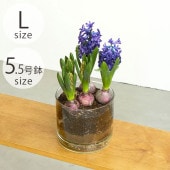 shesay  塼饹 ץ졼դ եݥå ȥ졼 L