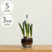 shesay  塼饹 ץ졼դ եݥå ȥ졼 S