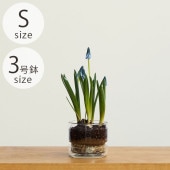 shesay ������ ��塼�����饹 �ץ졼���դ� �ե��ݥå� ���ȥ졼�� S