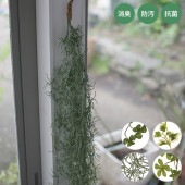 �ý������ƥ��ե�����륰�꡼�� ���󥰥���å�