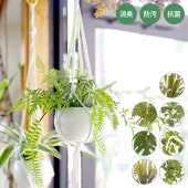 �ý������ƥ��ե�����륰�꡼�� �ޥ����ϥ󥮥�