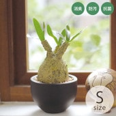 ýƥե륰꡼ ݥå 饭ꥹ S