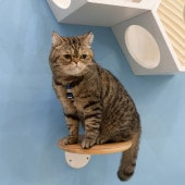 MYZOO �ޥ����� ����åȥ��ƥå� CORK-R ���륯-R