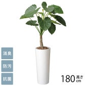 �ե��������꡼�� ȭ���� �緿 ���տ�ʪ �͹����� �ե��������� �����Ȥ��鷺�� 1.8m