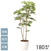 �ե��������꡼�� ȭ���� �緿 ���տ�ʪ �͹����� �ե��������� �ͤ���� 1.6m