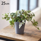 ���󥰥�å��奢���ӡ� �ݥå�