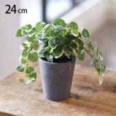 �ץߥ� �ݥå�