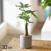 �ѥ��� �ݥå�