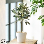 ���꡼�� �ݥå�