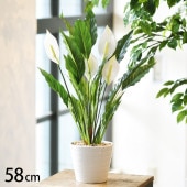 ���ѥ��ե���� �ݥå�