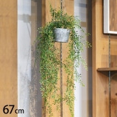 �٥ӡ��꡼�� �ϥ󥮥󥰥ݥå�