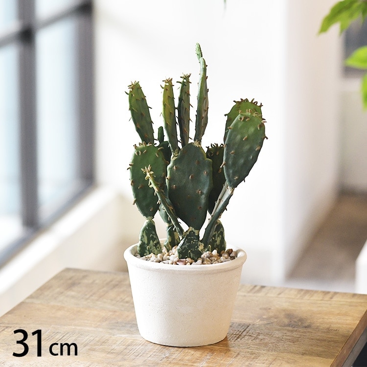 多肉植物 オプンティア ポット | 商品種別,グリーン,フェイクグリーン