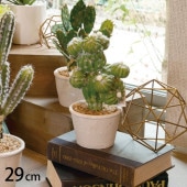 ¿����ʪ �����Υץ��� �ݥå�