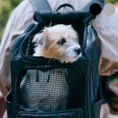 LIFELIKE 饤ե饤 Хåѥå