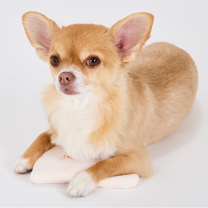 MANDARINE BROTHERS �ޥ�����֥饶���� �ۥåȥѥå� M