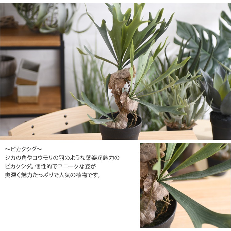 Brown. �֥饦�� �ӥ������� �ݥå� 52