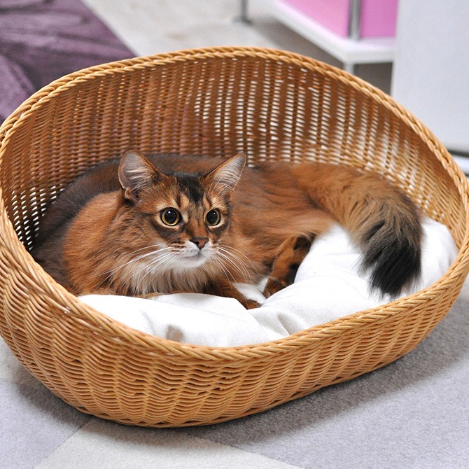 �饿�� �����Х�٥å�