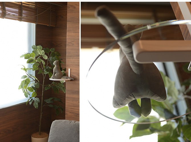 animacolle ���˥ޥ��� Catroad+ �����ʡ����ƥå�