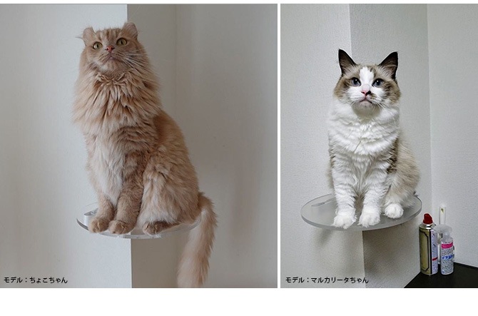 animacolle ���˥ޥ��� Catroad+ �����ʡ����ƥå�