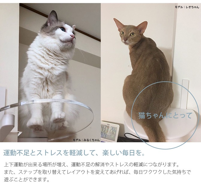 animacolle ���˥ޥ��� Catroad+ �����ʡ����ƥå�