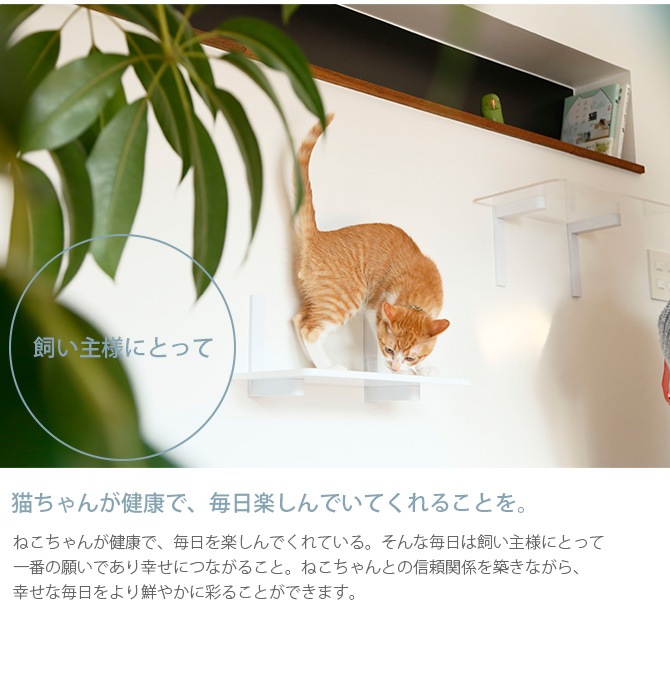 animacolle ���˥ޥ��� Catroad+ �����ʡ����ƥå�