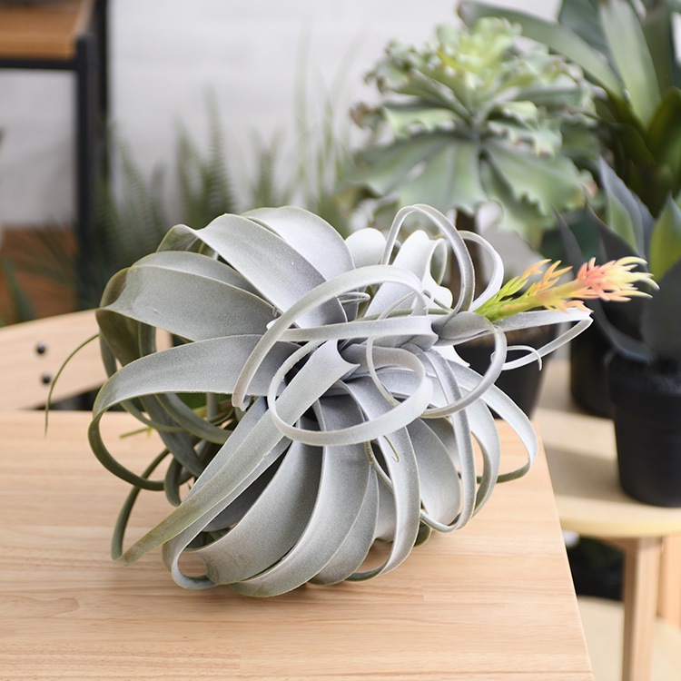 Brown ブラウン キセログラフィカ ピック 花付 商品種別 グリーン フェイクグリーン ピック Uminecco ウミネッコ