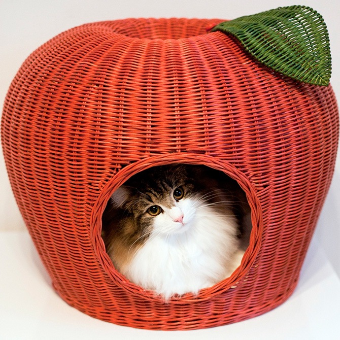 ǭ �٥å� �饿�� �ݥ�ϥ���