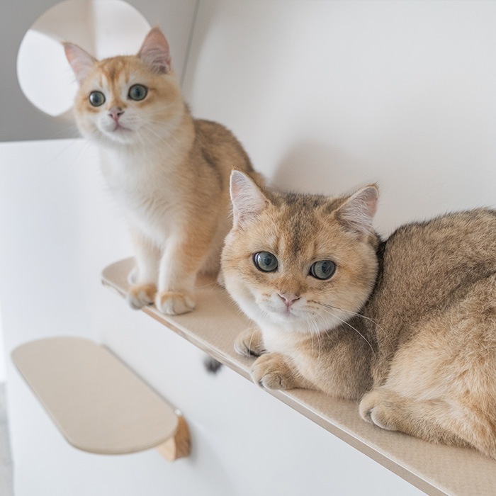 MYZOO �ޥ����� Stingray���ѡ����ߤ�ޥå�(2����)