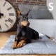 TALL TAILS �ȡ��� �ƥ��륺 ���졼�� �٥å� S