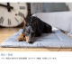 TALL TAILS �ȡ��� �ƥ��륺 ���졼�� �٥å� S