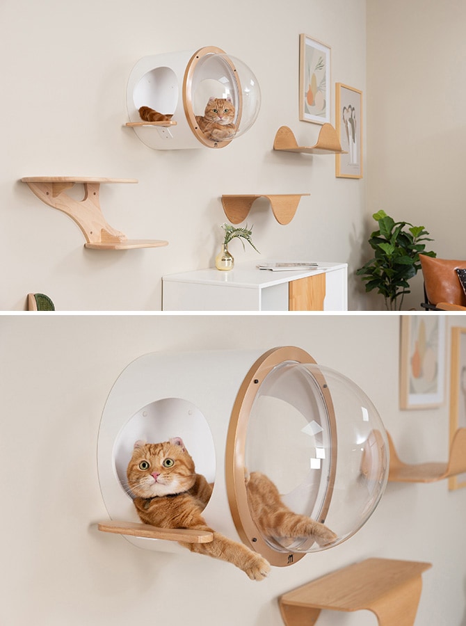 MYZOO �ޥ����� ������ Ocean rover ǭ�٥å�