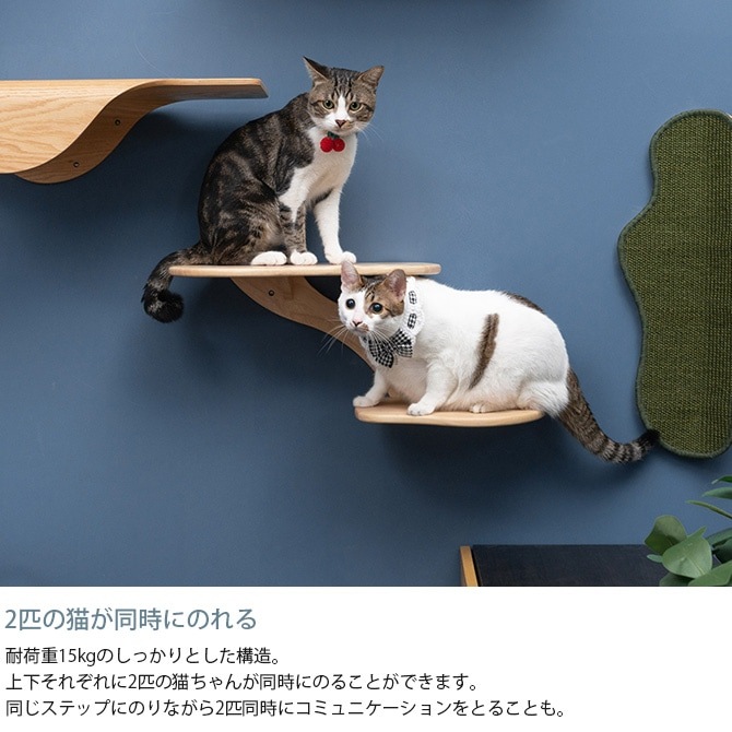 MYZOO �ޥ����� CORAL ����åȥ��ƥå�