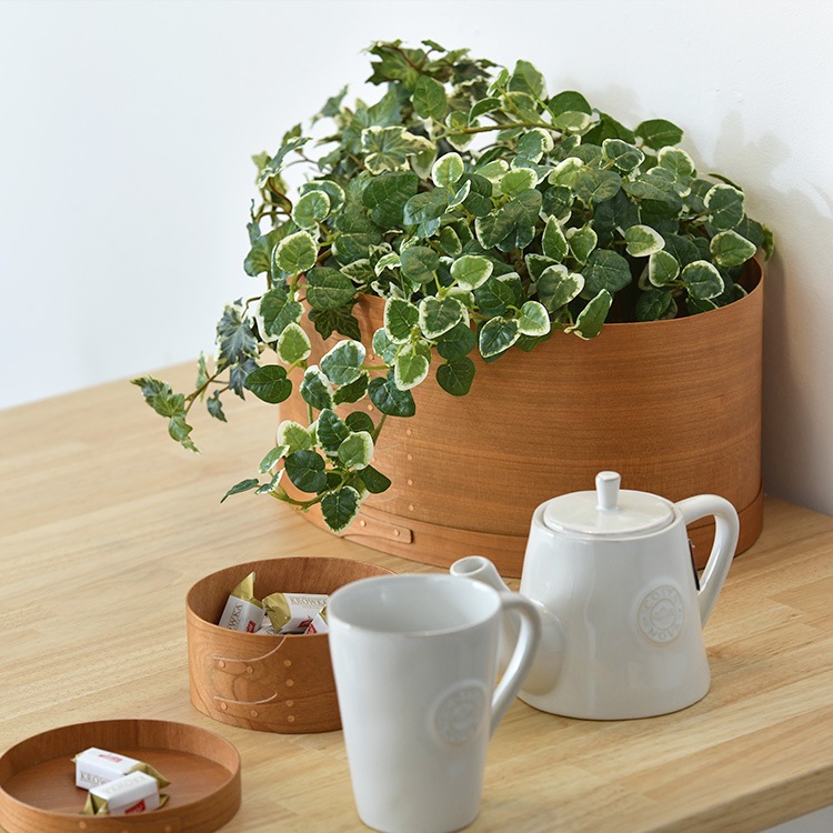 AXCIS() Хܥå L ʥ 7off